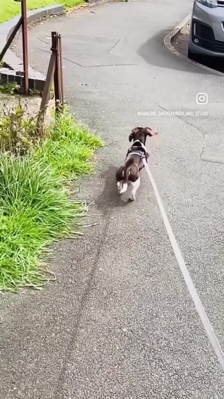 Miniature Dachshund dogs for stud: KC Miniature Dachshund Stud - Video 1