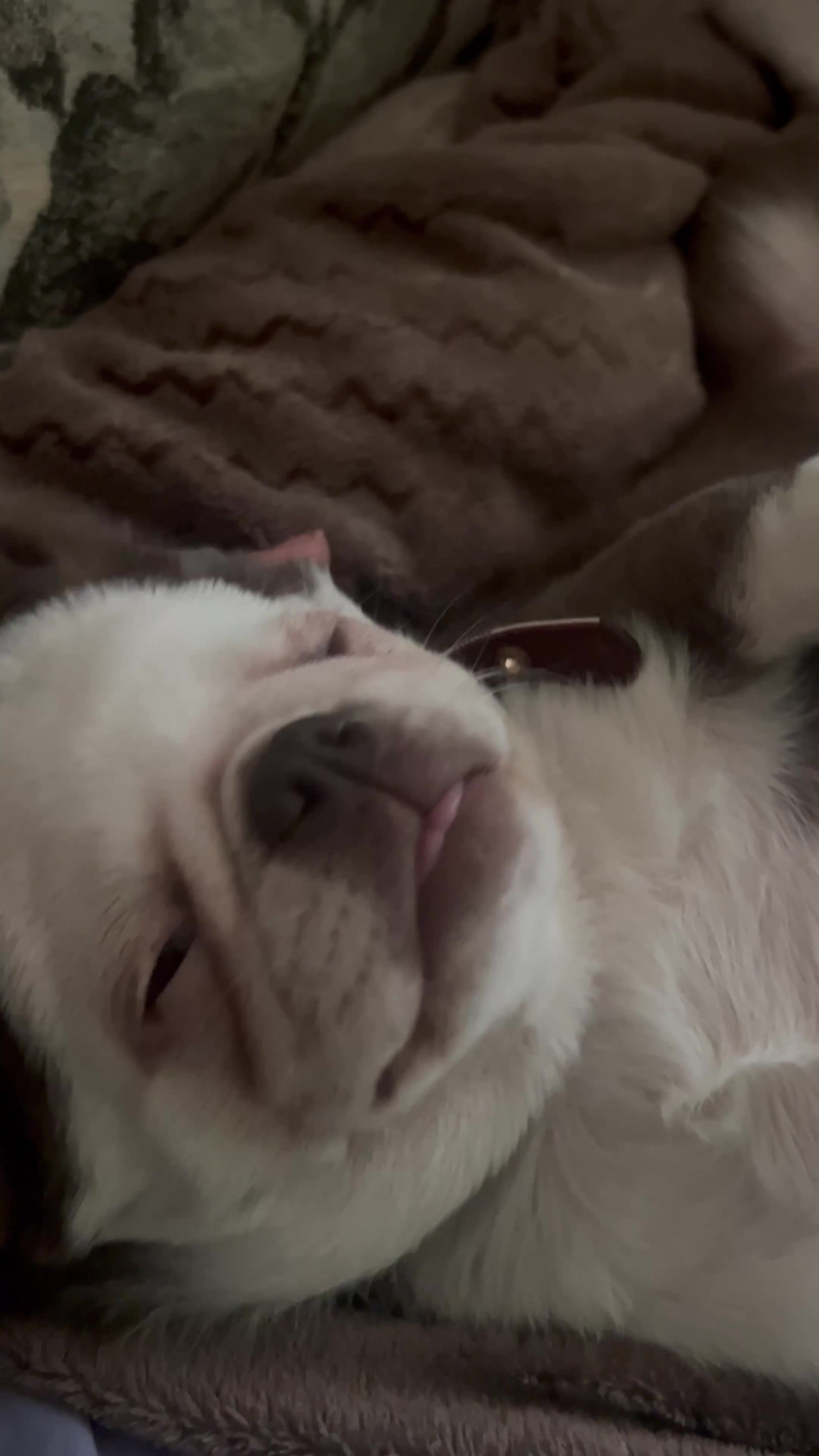 Jug dogs for sale: Molly the jug  - Video 1