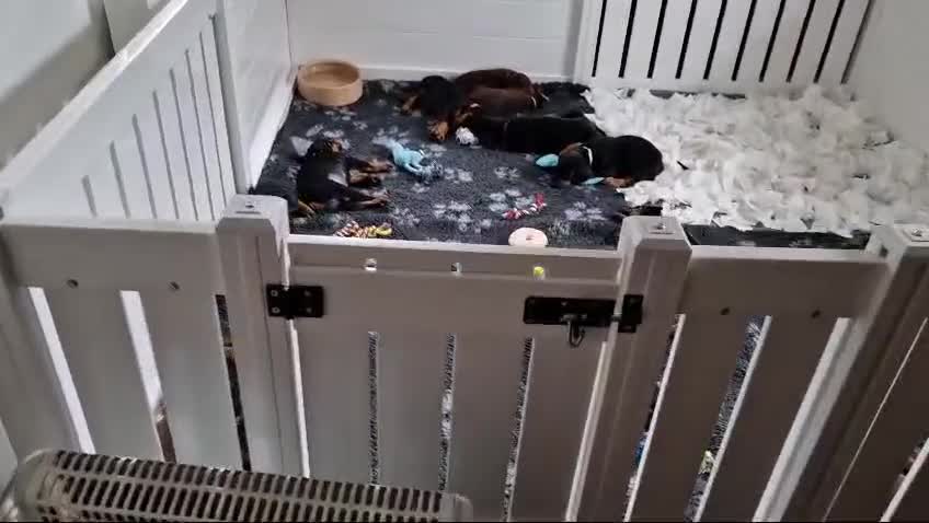 Dobermann dogs for sale: *HEALTH TESTED,HOME REARED,STUNNING DOBERMAN PUPS - Video 1