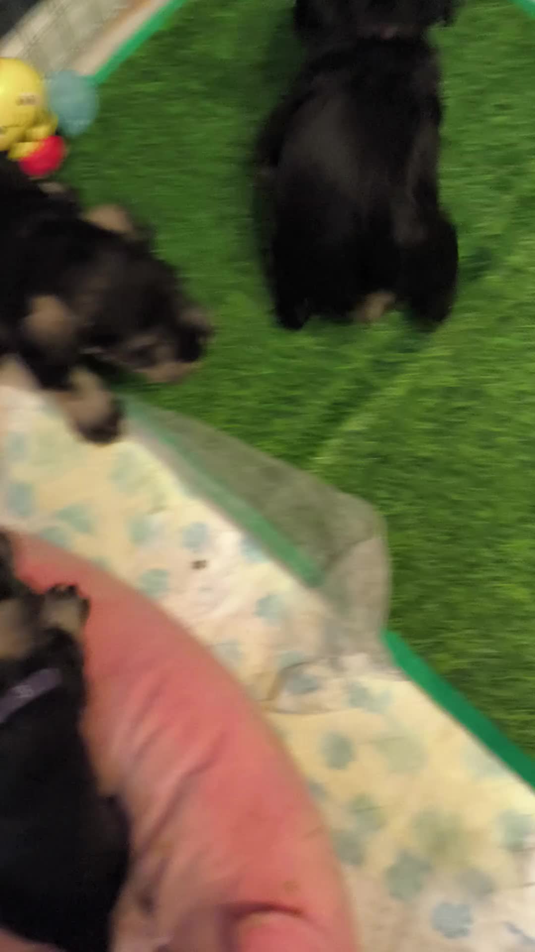 Miniature Schnauzer dogs for sale: Charming Mini Schnauzers with KC registration - Video 4