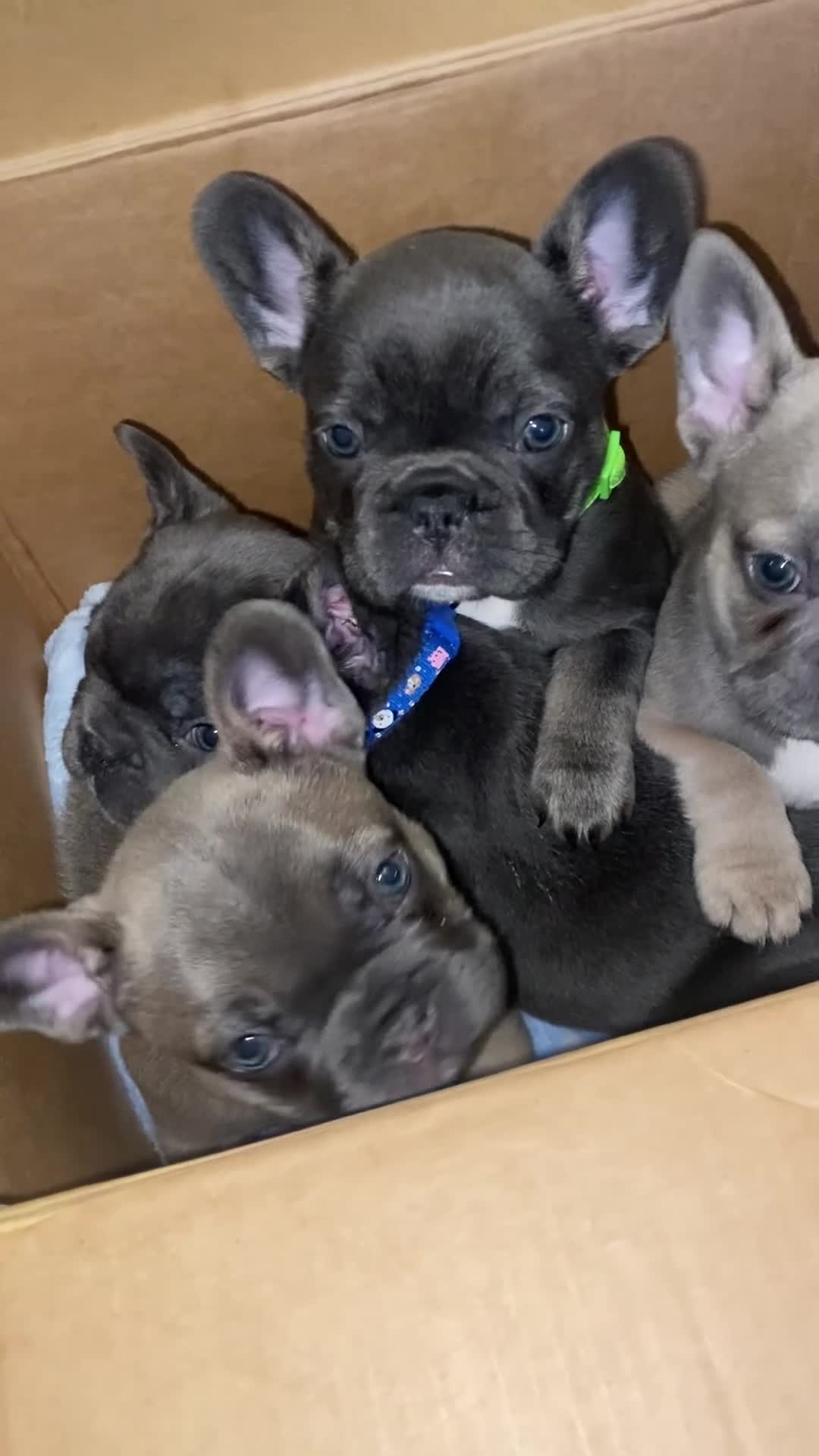French Bulldog dogs for sale: Stunning chunky French bulldog pups  - Video 4