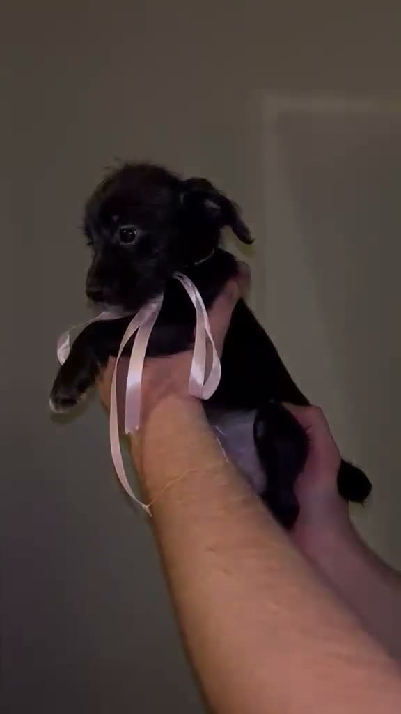 Jackapoo dogs for sale: JACKAPOO PUPS🐾 - Video 1