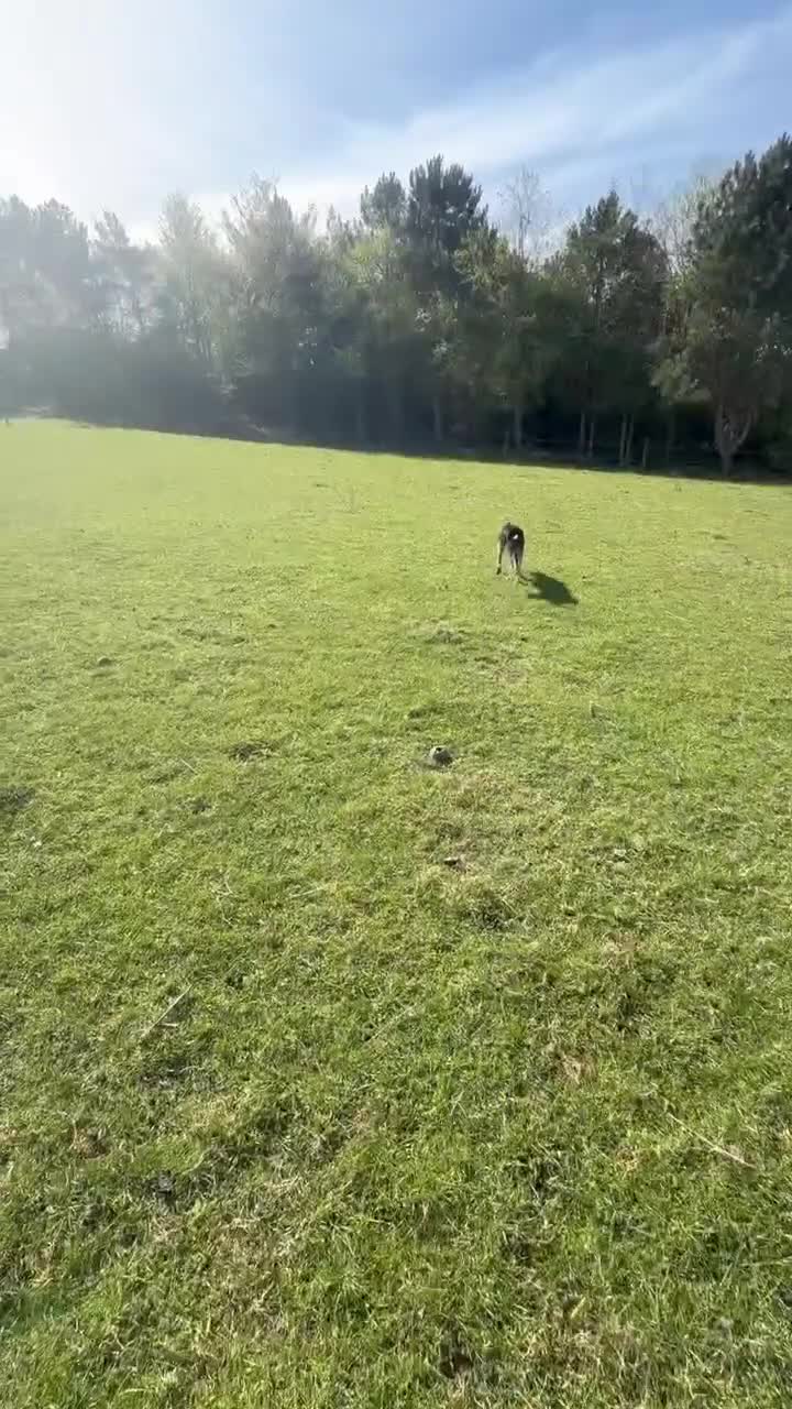 Border Collie dogs for sale: Isds registered sheepdog - Video 2