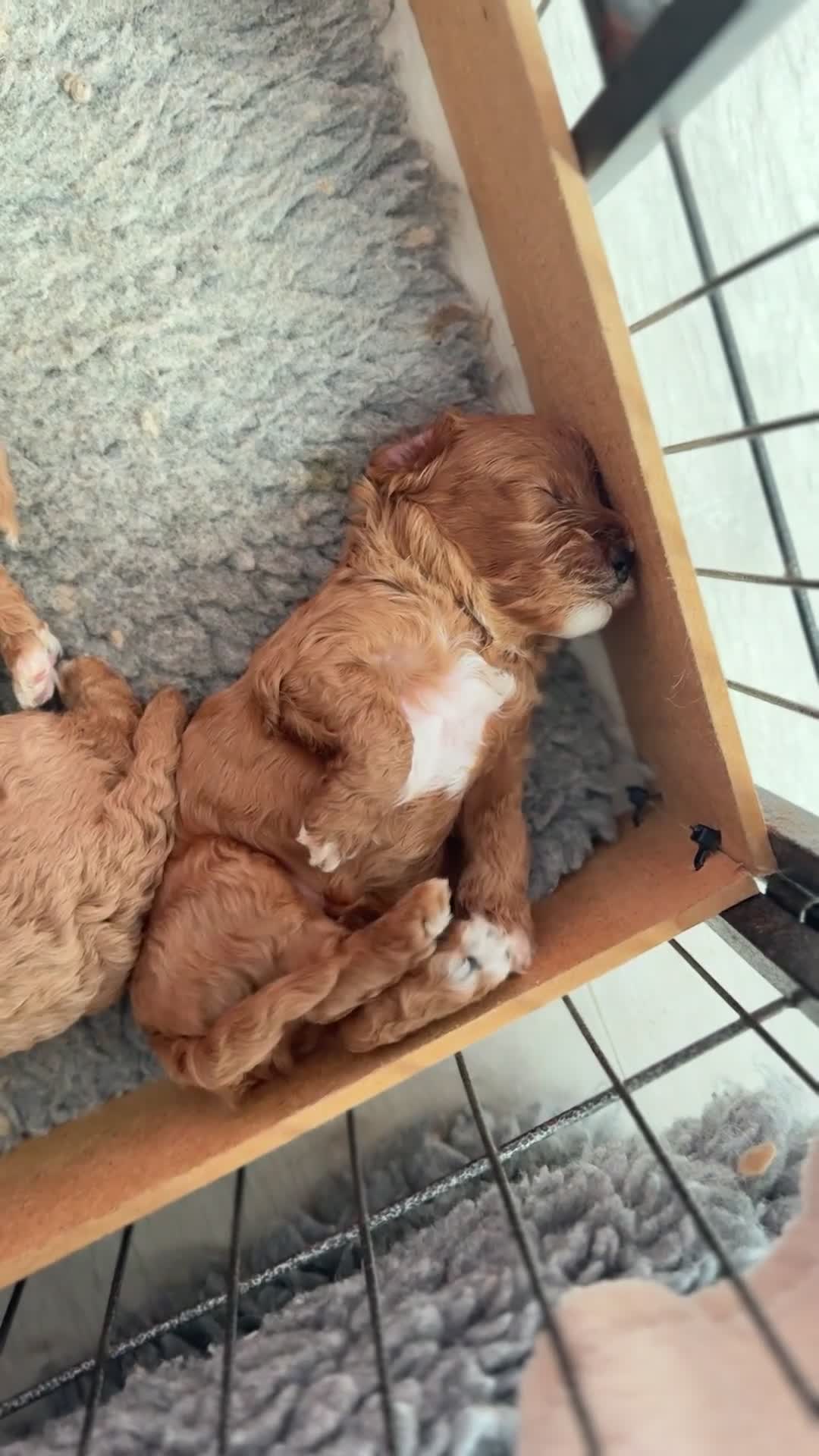 Cavapoo dogs for sale: Gorgeous F1bb Teddy Cavapoos - Video 2