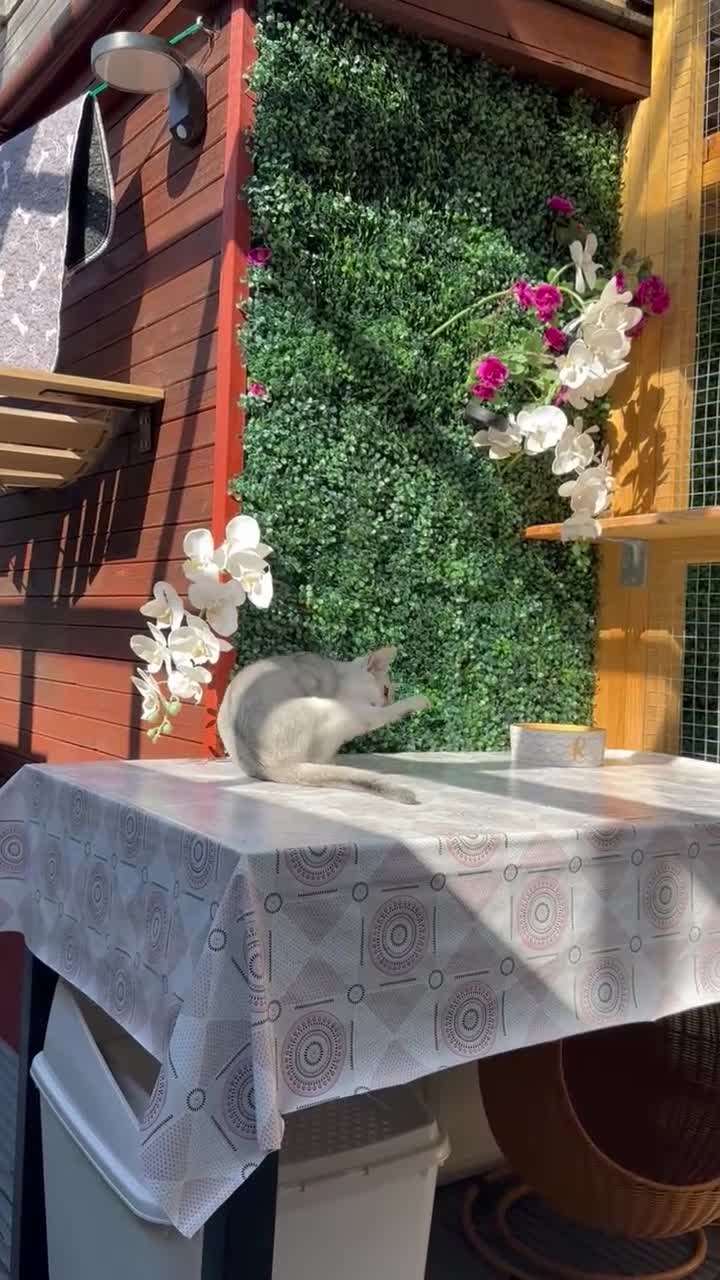 Abyssinian cats for sale: Pedigree Silver Abyssinian kittens left 1 female - Video 1