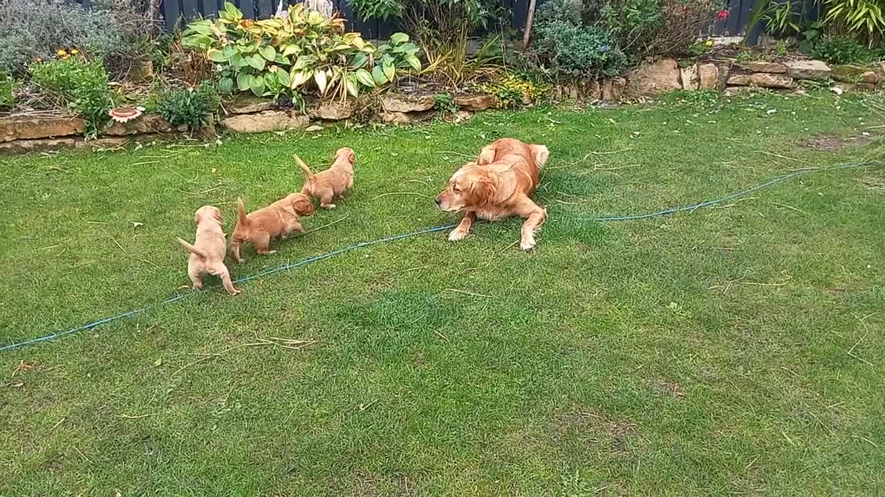 Golden Retriever dogs for sale: GOLDEN RETRIEVER  - Video 1