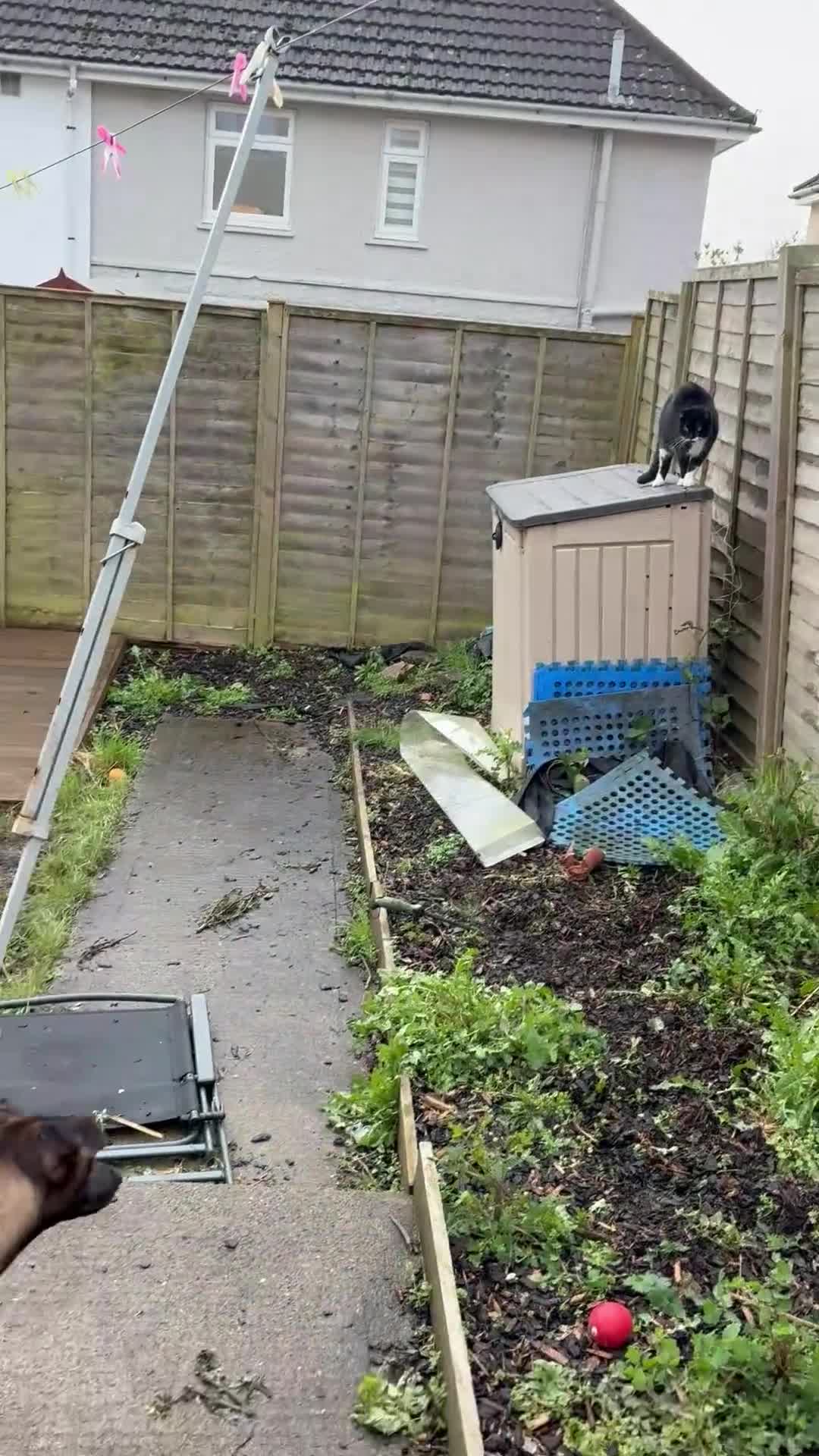 Belgian Shepherd Dog dogs for sale: For sale in Weston-super-Mare - Video 5