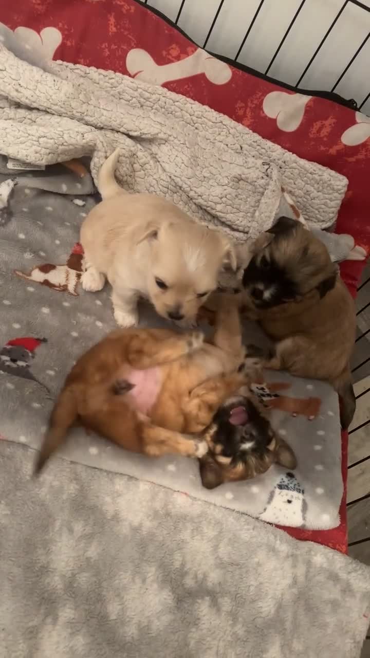 Mixed Breed dogs for sale: 3 Beautiful Chorkies girls - Video 1