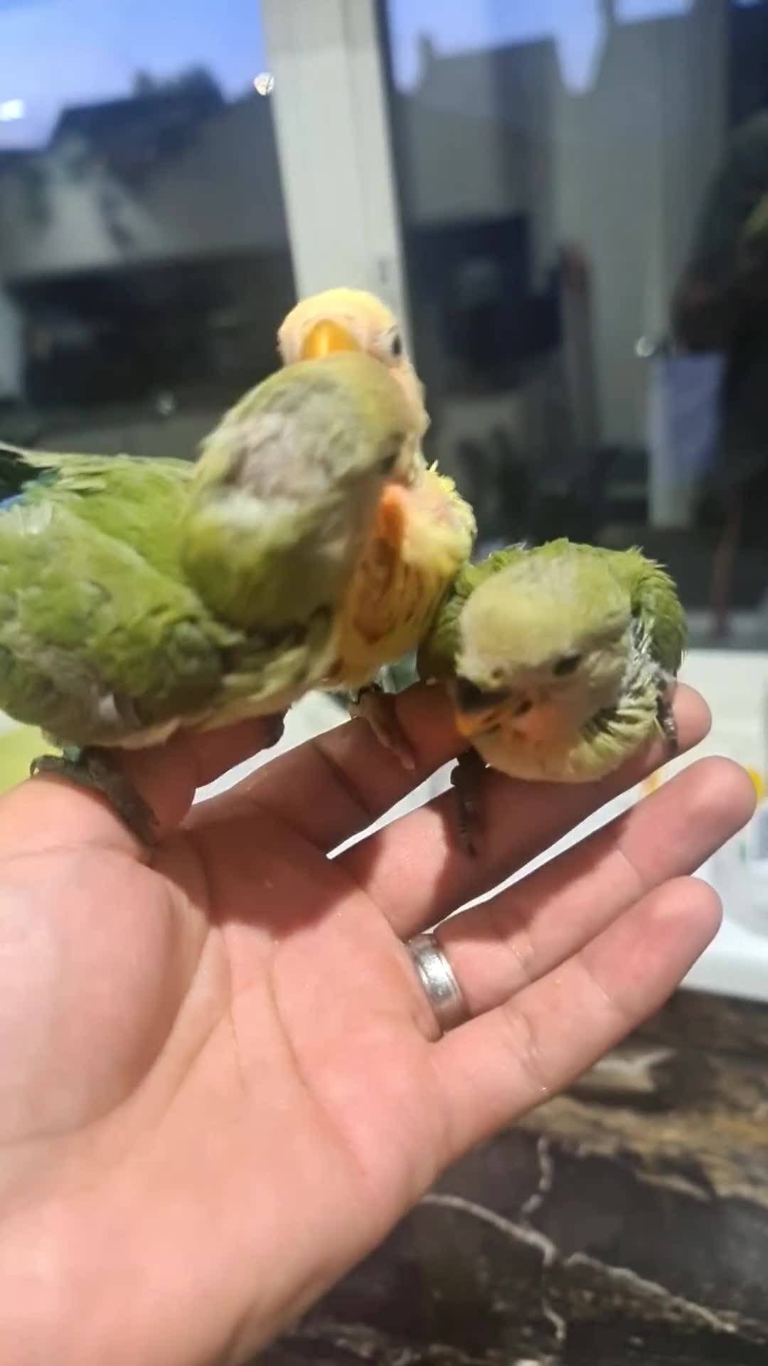Lovebirds birds for sale: Hand reared Silly Tame Lovebirds - Video 1