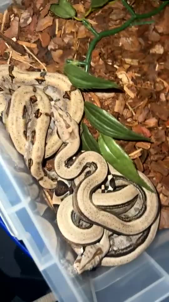 Boa Snake reptiles for sale: Baby Boas - Video 2