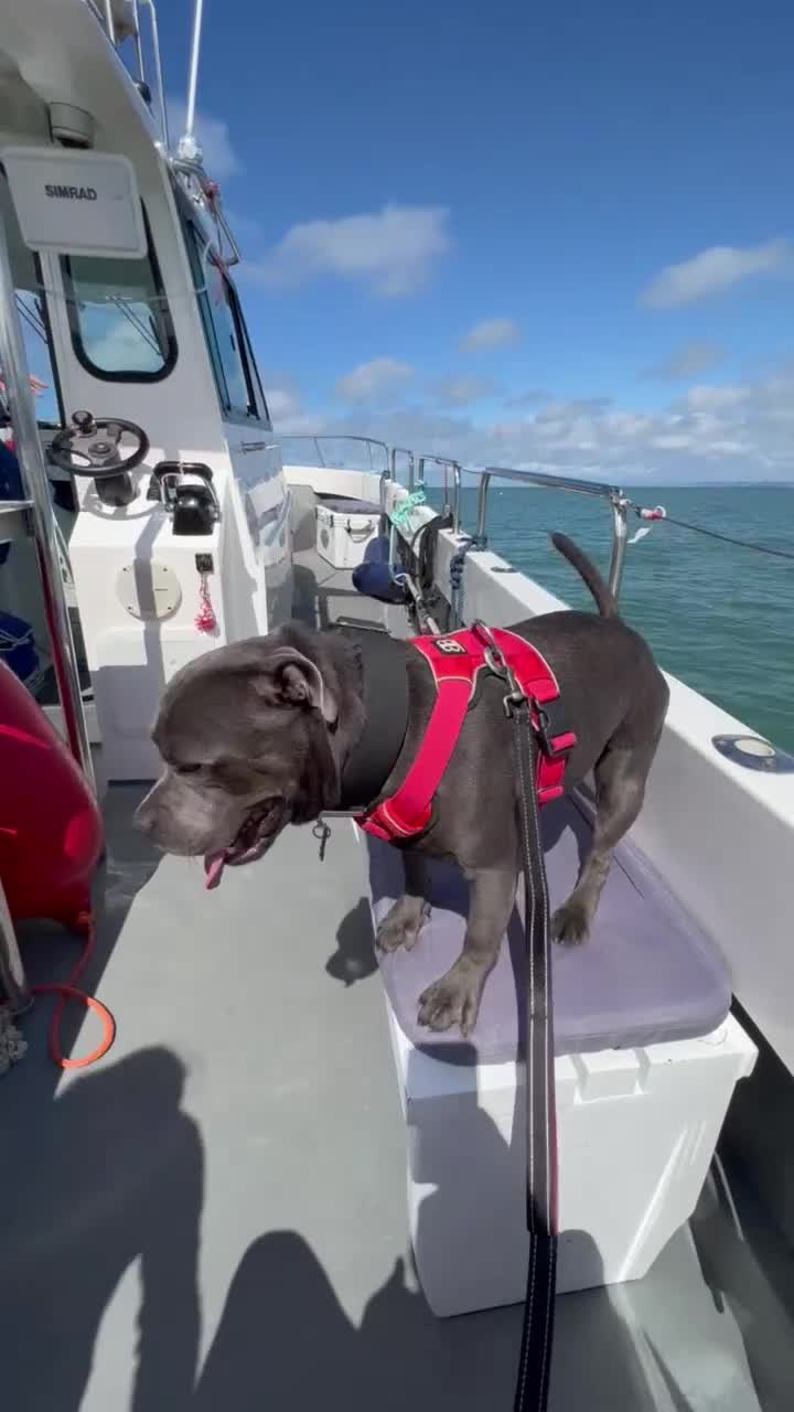 Staffordshire Bull Terrier dogs for stud: KC Registered Blue Staffy Stud–DNA Clear–Proven - Video 1