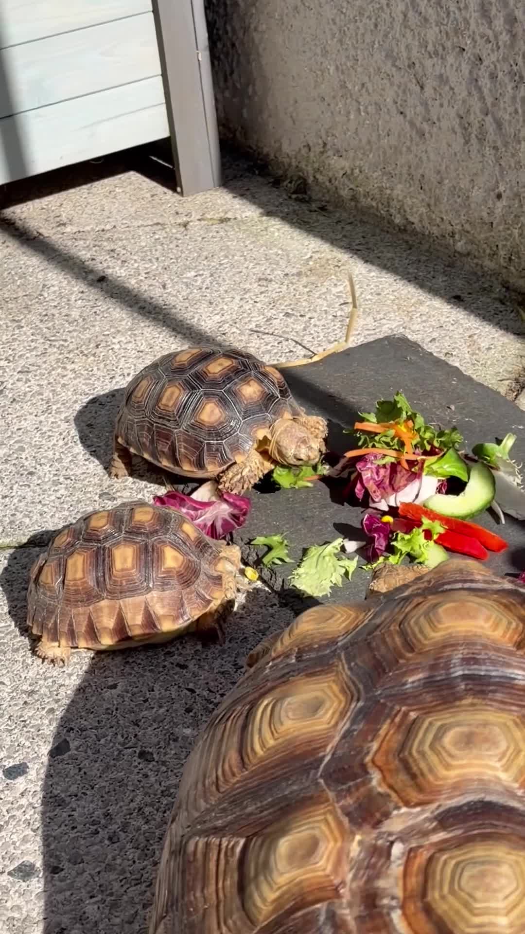 Tortoise reptiles for sale: Two Sulcata tortoises and table for sale  - Video 2