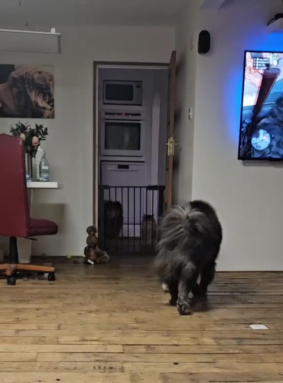 Chow Chow dogs for sale: 1 year old cat-loving chowchow  - Video 1