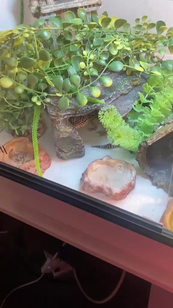 Leopard Gecko reptiles for sale: 120 gallon exo terror tank leopard gecko in Manchester - Video 1