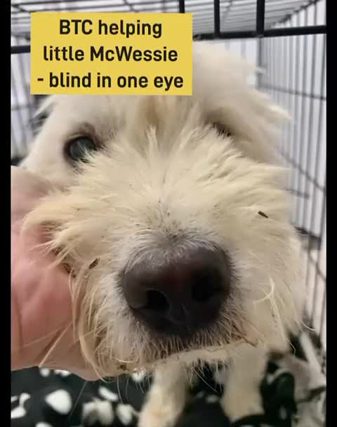 Mixed Breed dogs for adoption: McWessie, 2-3 yrs old. Reserves/adopted stc - Video 1