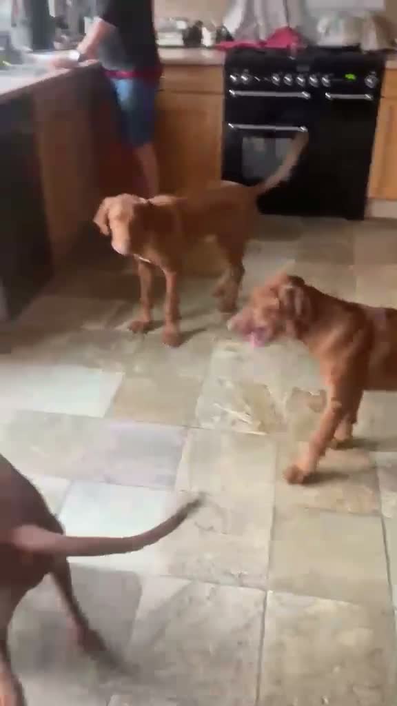 Rhodesian Ridgeback dogs for sale:  1 Beautiful girl left KC Registered  - Video 1