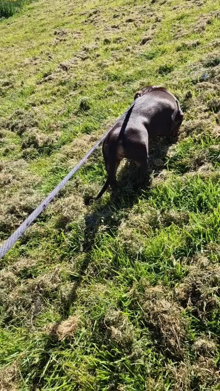 Dachshund dogs for sale: 1 Year Old Miniature Dachshund For Sale - Video 1