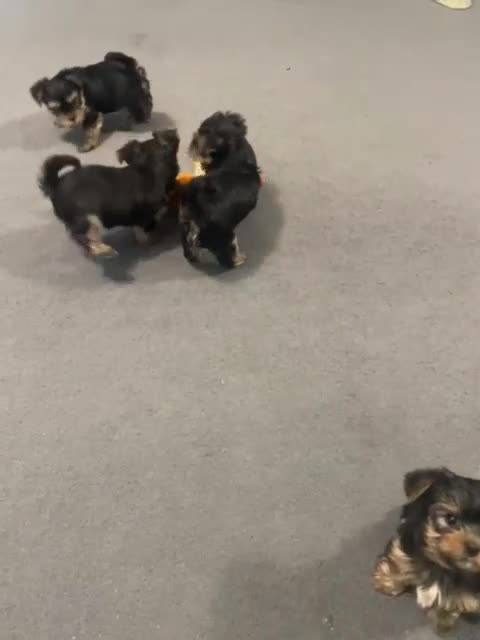 Yorkshire Terrier dogs for sale: 🌸 Adorable Yorkshire Terrier Puppies for Sale 🌸 - Video 2