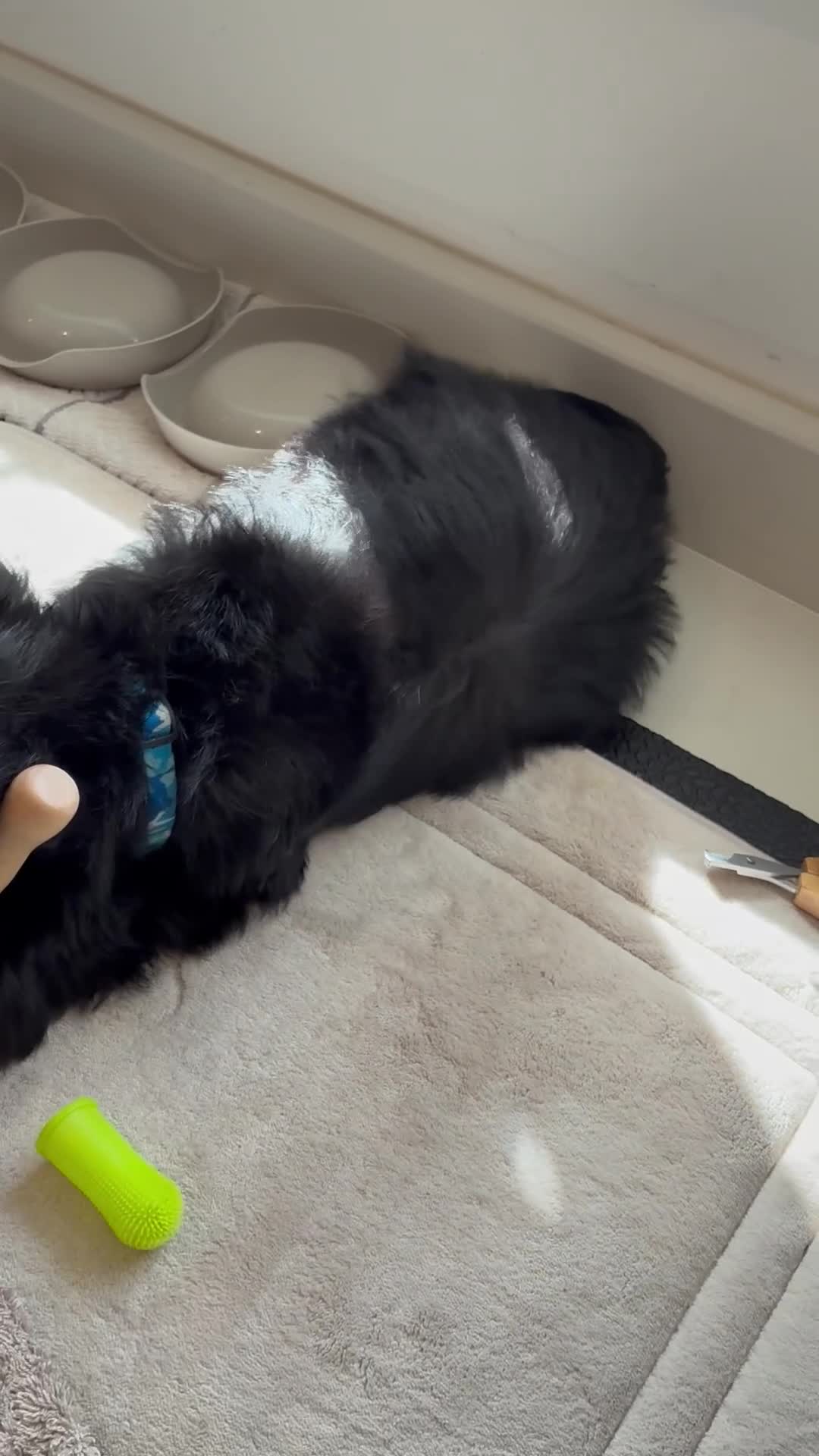 Miniature Schnauzer dogs for sale: KC Pedigree Miniature Schnauzer Pups *READY TO GO* - Video 1
