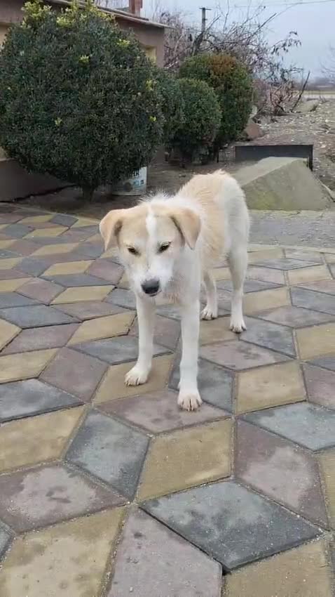 Mixed Breed dogs for adoption: 🐾❄️ NEVE – The Gentle Little Snowdrop ❄️🐾 - Video 1