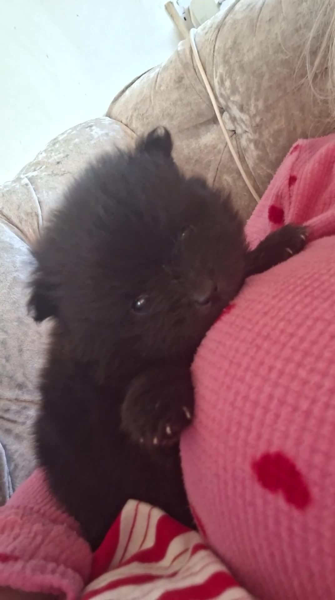 Pomeranian dogs for sale: Beautiful pom puppies - Video 2