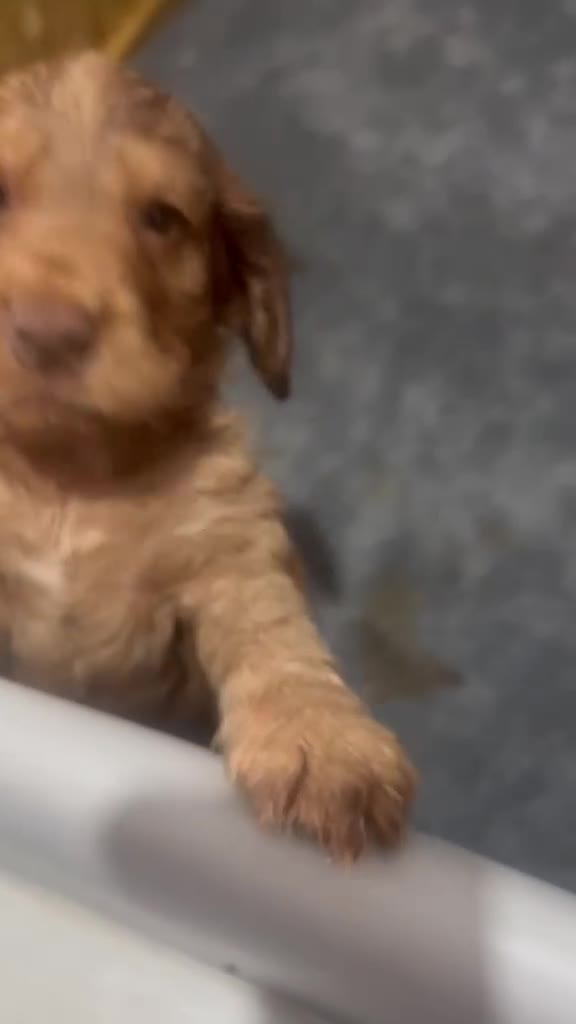 Cocker Spaniel dogs for sale: Full pedigree long silky show cocker spaniels  - Video 2
