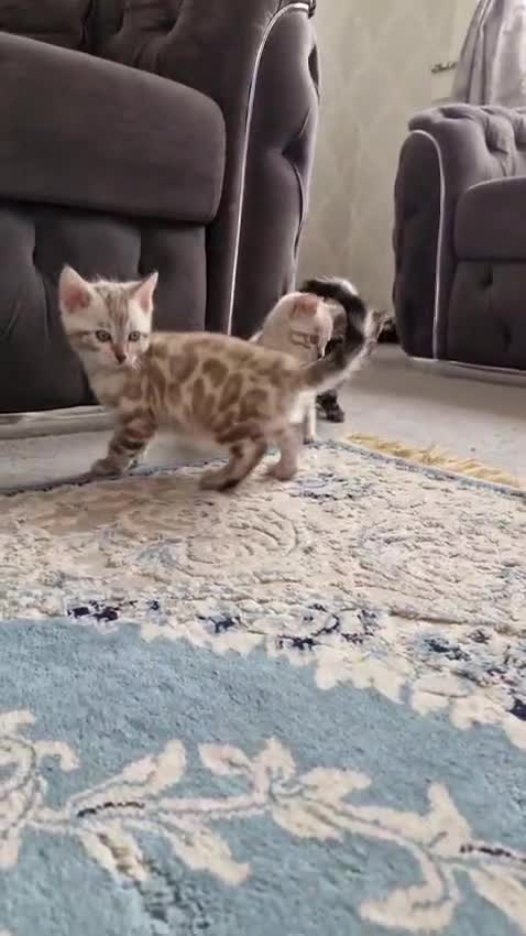 Bengal cats for sale: 🐾***GORGEOUS PURE SNOW BENGAL***🐾 - Video 1