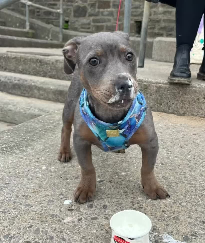 Mixed Breed dogs for sale: Staffy X Dachshund - Video 1