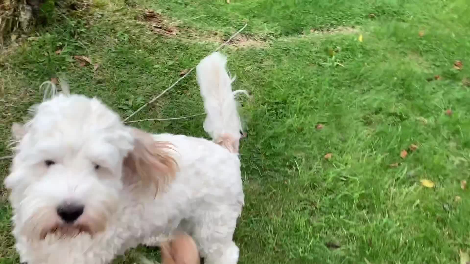 Australian Labradoodle dogs for sale: Fully health tested Australian Labradoodle puppies - Video 1