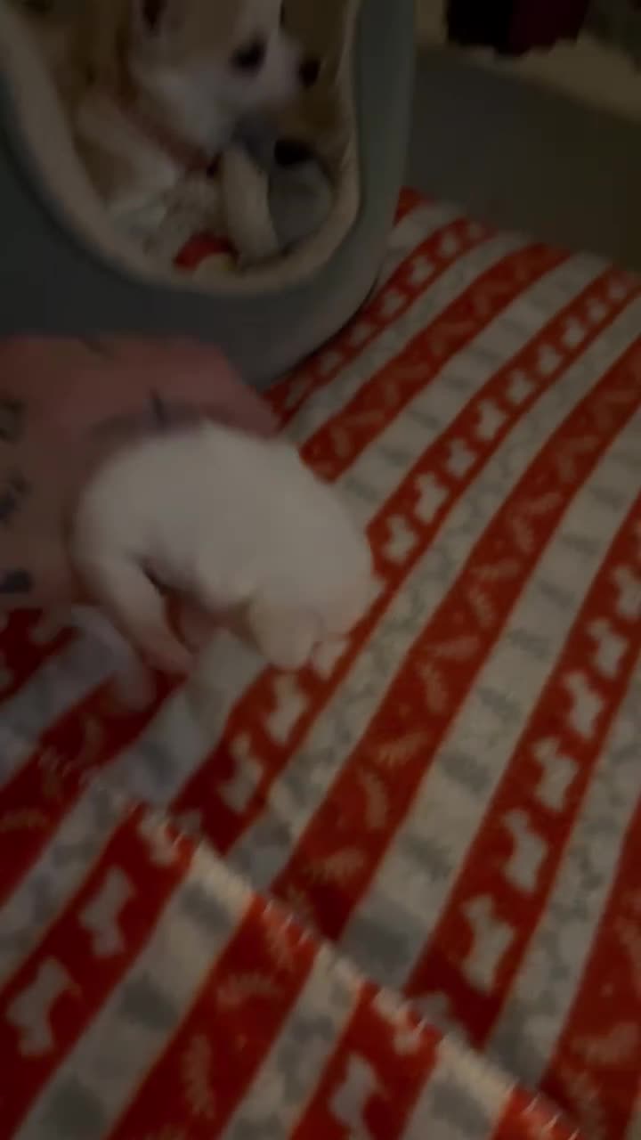 Chihuahua dogs for sale: Kc registered chihuahua pups  - Video 5