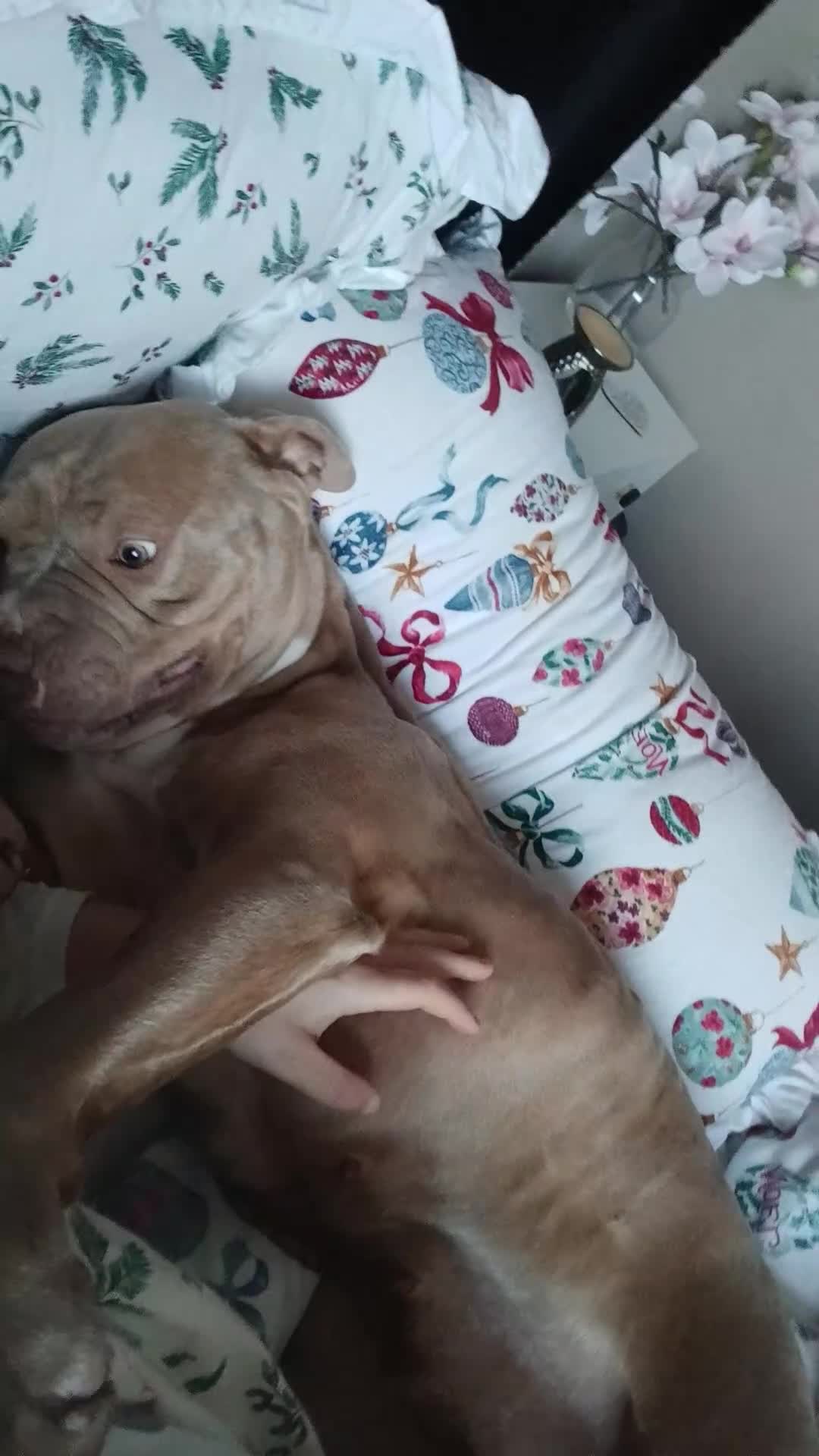 Mixed Breed dogs for sale: Tianna - Video 1