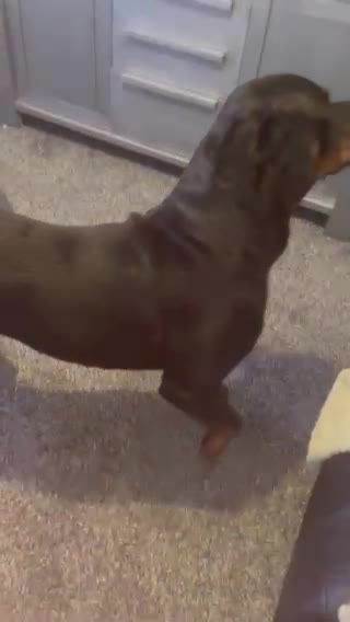 Rottweiler dogs for stud: •PROVEN •Very experienced stunning Rottweiler Stud in Doncaster - Video 1