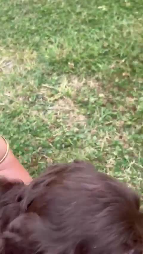 Cockapoo dogs for sale: Stunning F1b petite Cockerpoos.  - Video 3