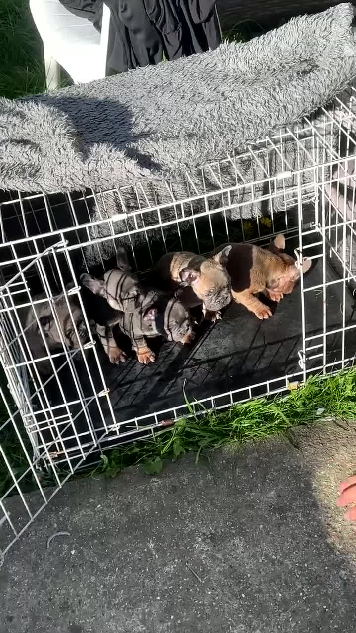 French Bulldog dogs for sale: French bulldogs  - Video 1