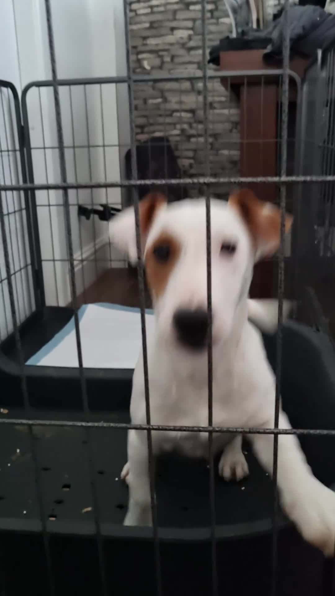 Jack Russell dogs for sale: Two 5 month jack russells for sale  - Video 3