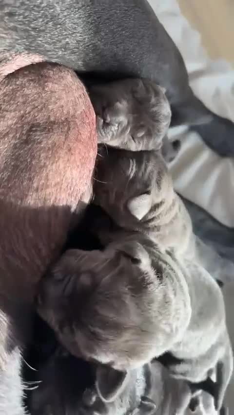 Cane Corso dogs for stud: 🔥Exceptional Formentino Cane Corso For Stud!🔥 in Waltham Abbey - Video 1