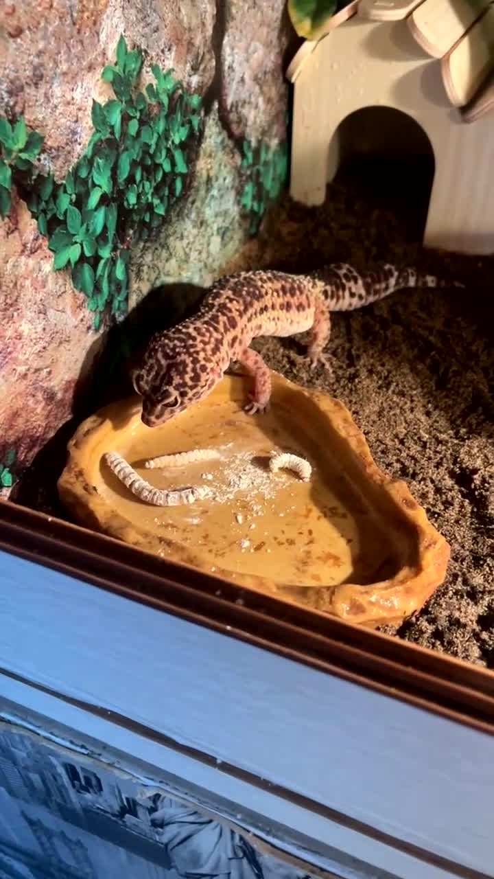 Gecko reptiles for sale: Leopard gecko and tank - Video 1