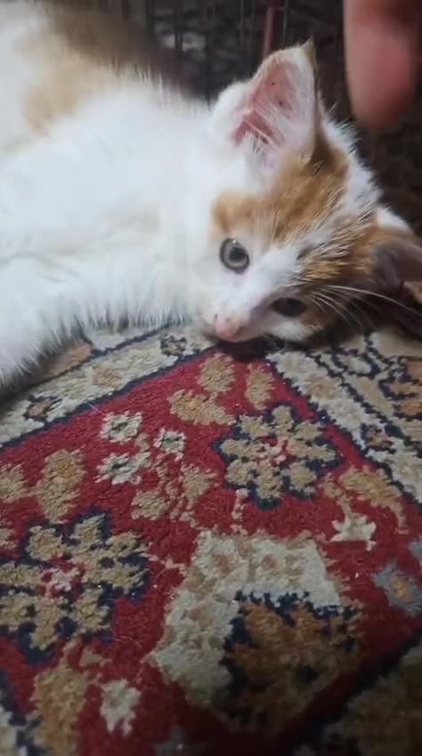 Domestic Shorthair cats for sale: Mom and kitten for sale - Video 1