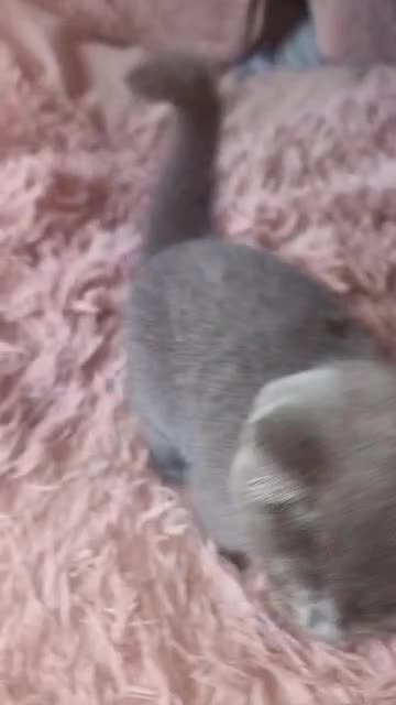 British Shorthair cats for sale: 3 beautiful bsh female kittens available  - Video 1