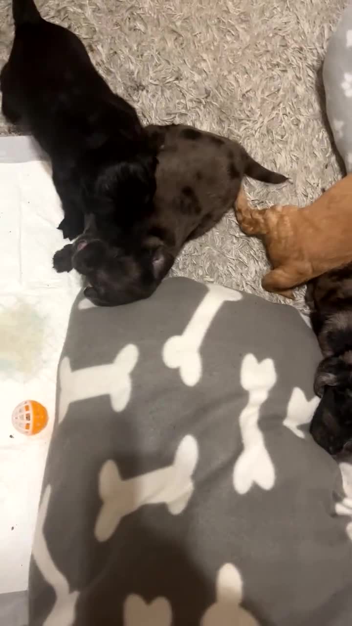 Cockapoo dogs for sale: 💫✨🐶🐾Gorgeous F1B Cockapoos🐾🐶✨💫 - Video 3