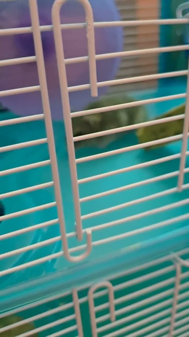 Hamster rodents for sale: Russian dwarf hamster - Video 1