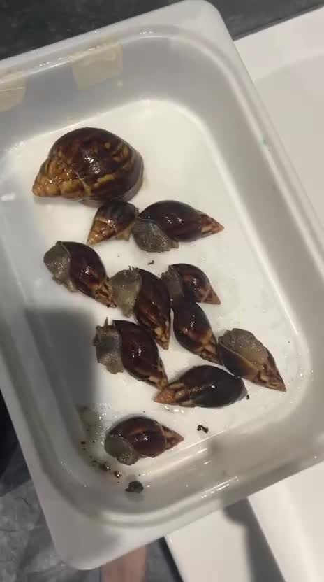 Snails invertebrates for sale: One large + ten smaller baby African land snails  - Video 1