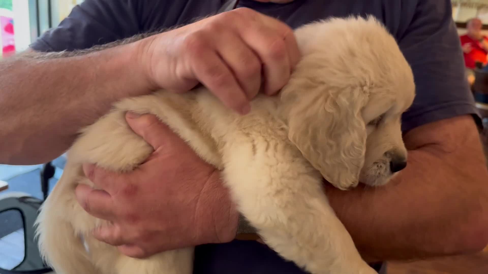 Golden Retriever dogs for sale: KC REG CHAMPIONSHIP BLOOD LINE BEAUTIFUL CREAM  - Video 1