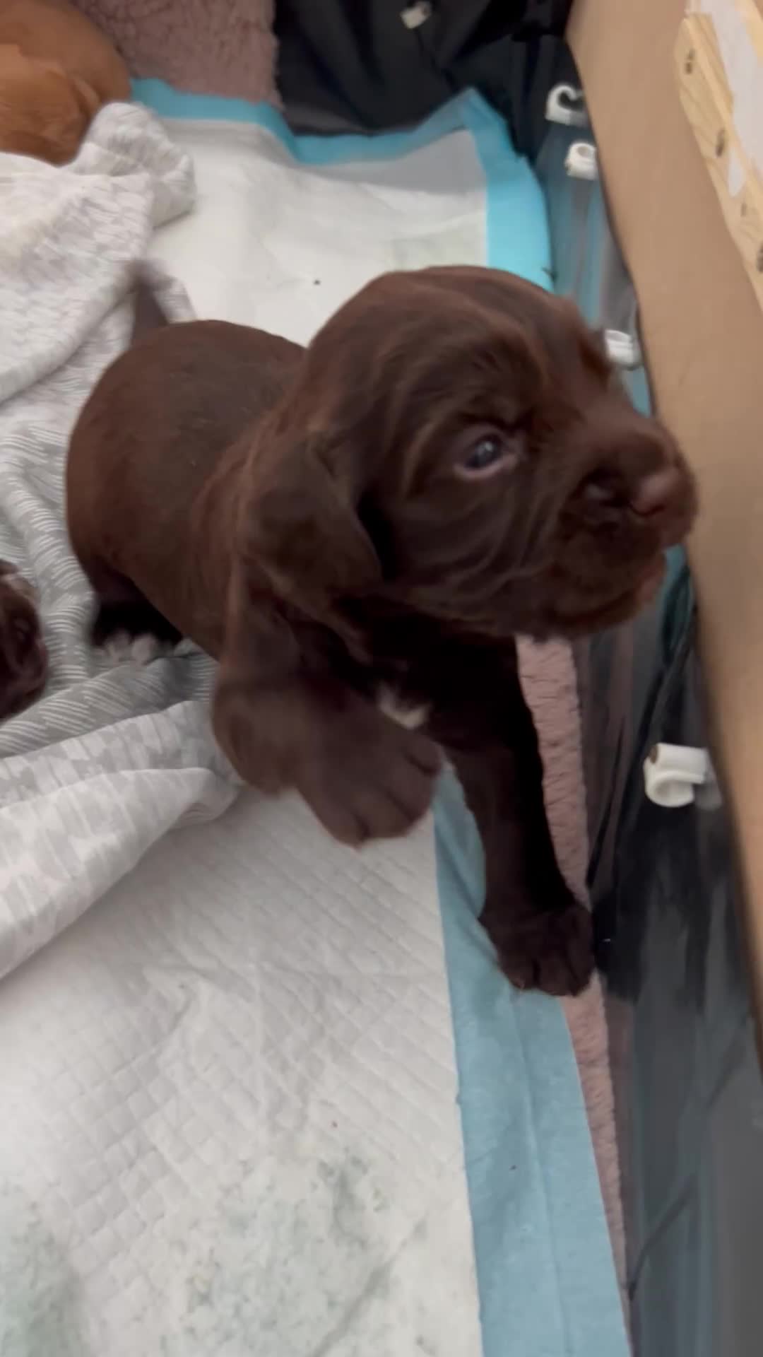 Sprocker dogs for sale: 3 beautiful Sprocker Spaniels  - Video 1