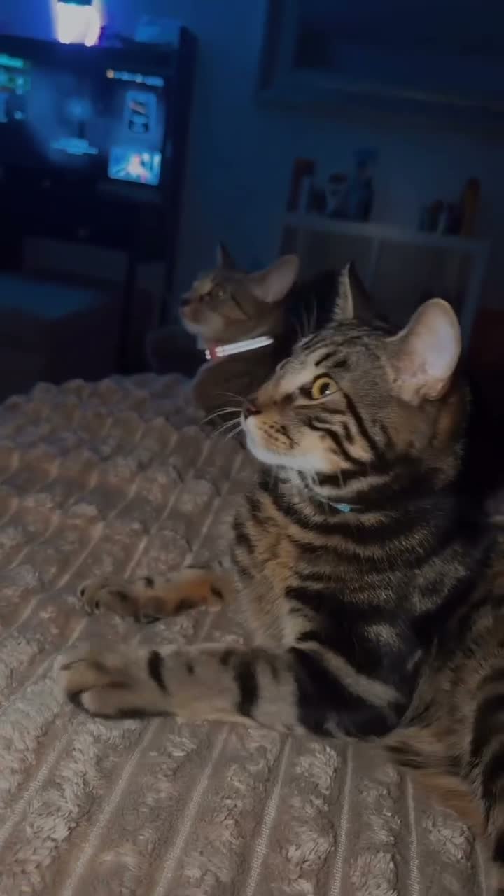 Mixed Breed cats for sale: Male and female cats for adoption  in Congleton - Video 1