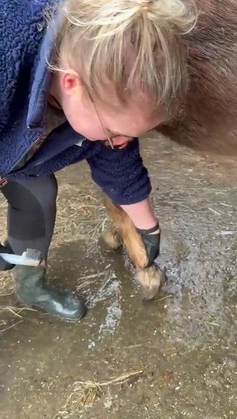 Welsh Section A horses for sale: Welsh sec A Pony 11hh 3yo gelding - Video 3