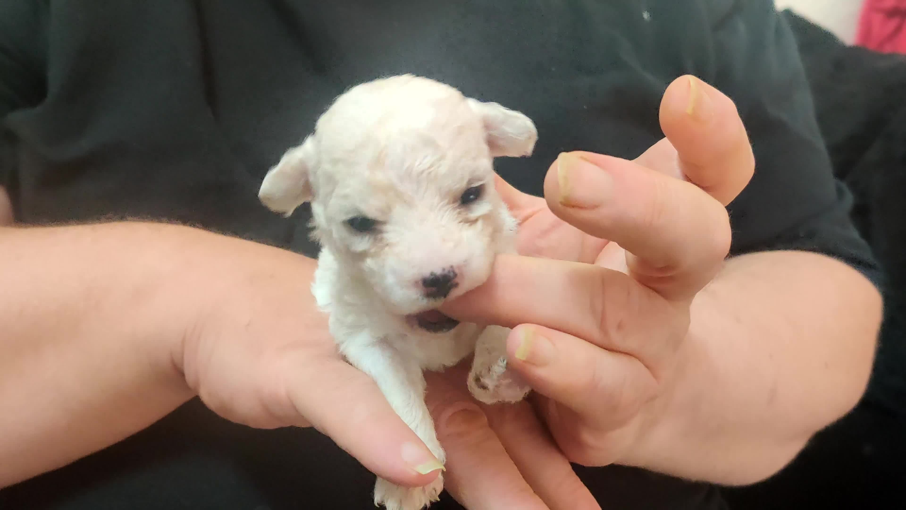 Bichon Frise dogs for sale: Bichon Frise puppies for sale READY NOW - Video 1