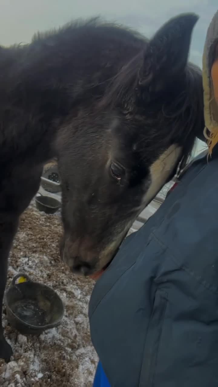 English Warmblood horses for sale: Beautiful rising 3 year old - Video 3