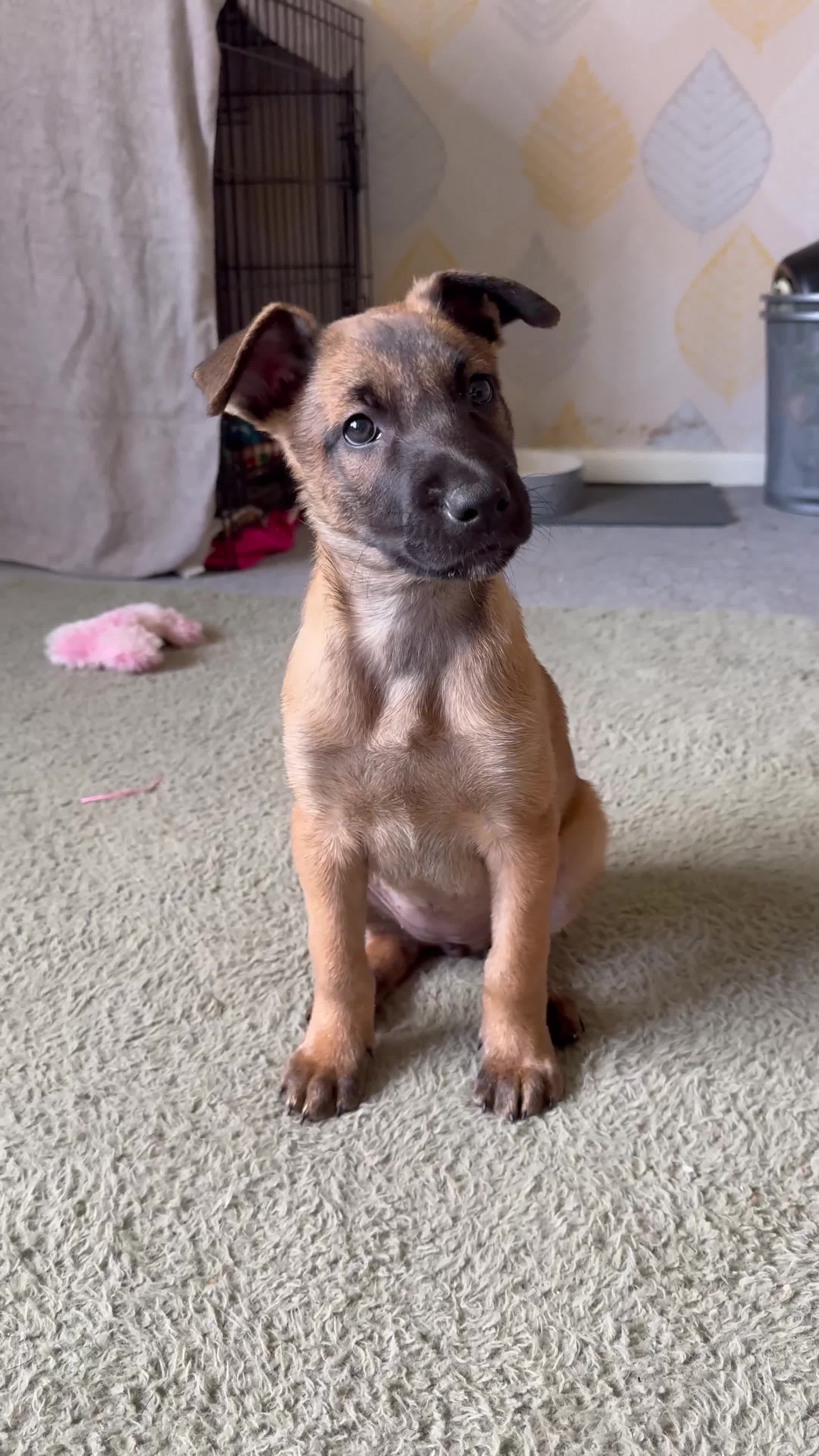 Belgian Shepherd Dog dogs for sale: 8 week old Belgian Malinois in Letchworth Garden City - Video 1
