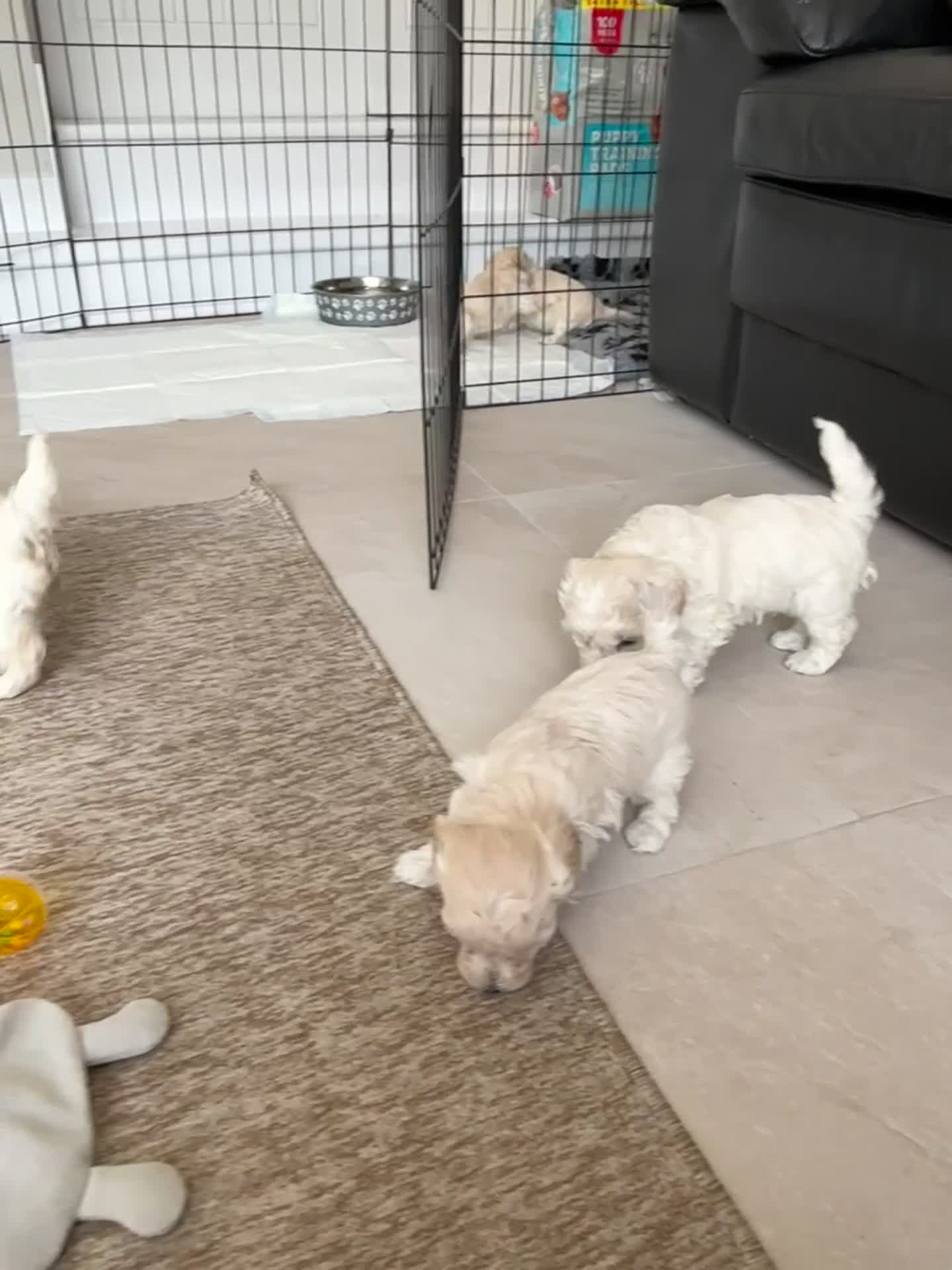 Maltipoo dogs for sale: Now ready for new homes.  - Video 2